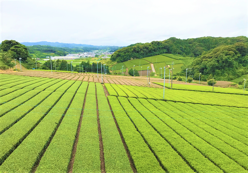 新緑の季節 株式会社ベルソニカ