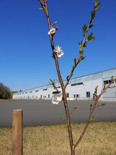 菊川工場に桜が咲きました