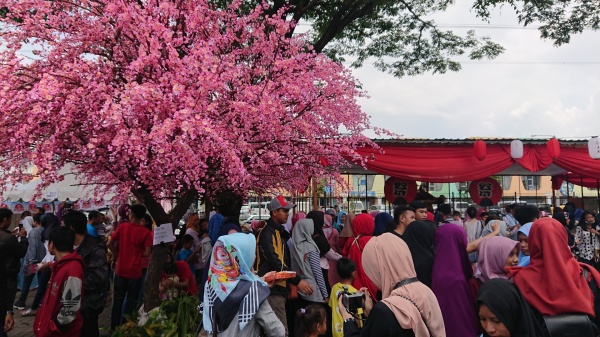 sakura matsuri