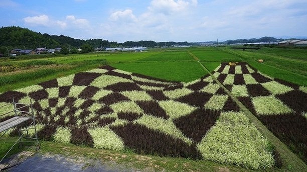 田んぼアート