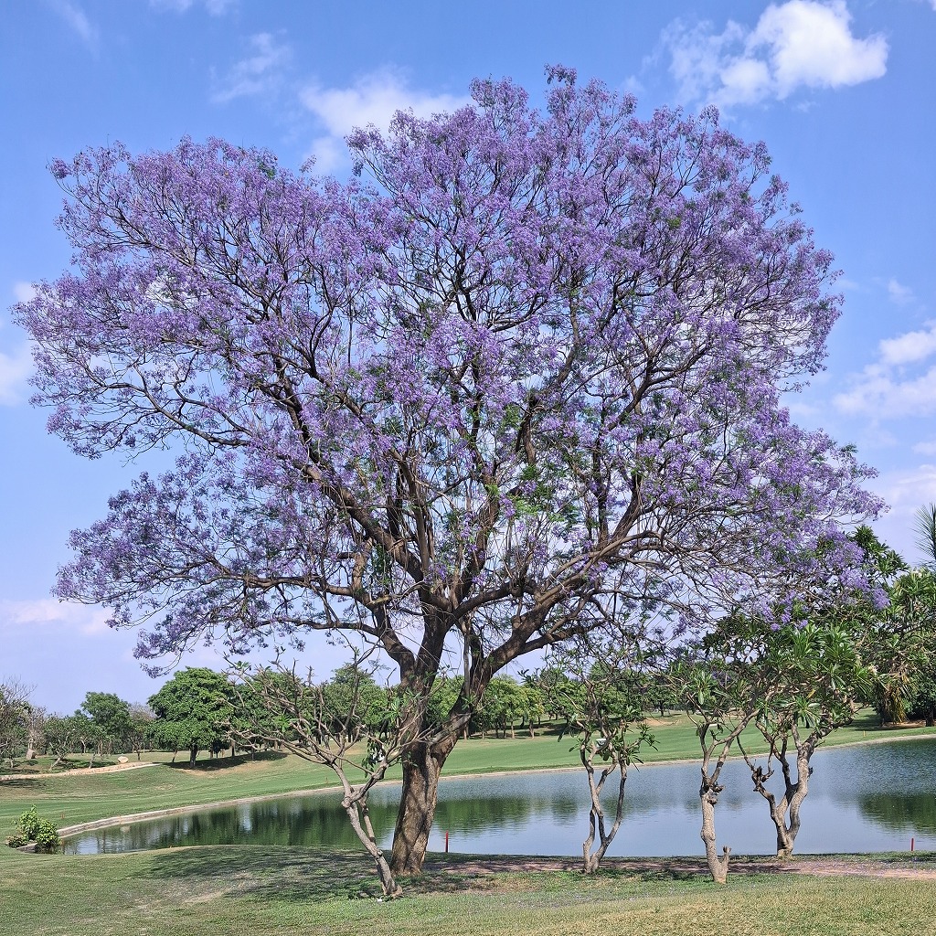 インドにも春の訪れ “紫の桜”が満開に🌸